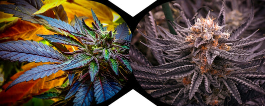 Transform Your Dispensary: Elevate Ambiance with 3D Wild Weed Lenticular Art