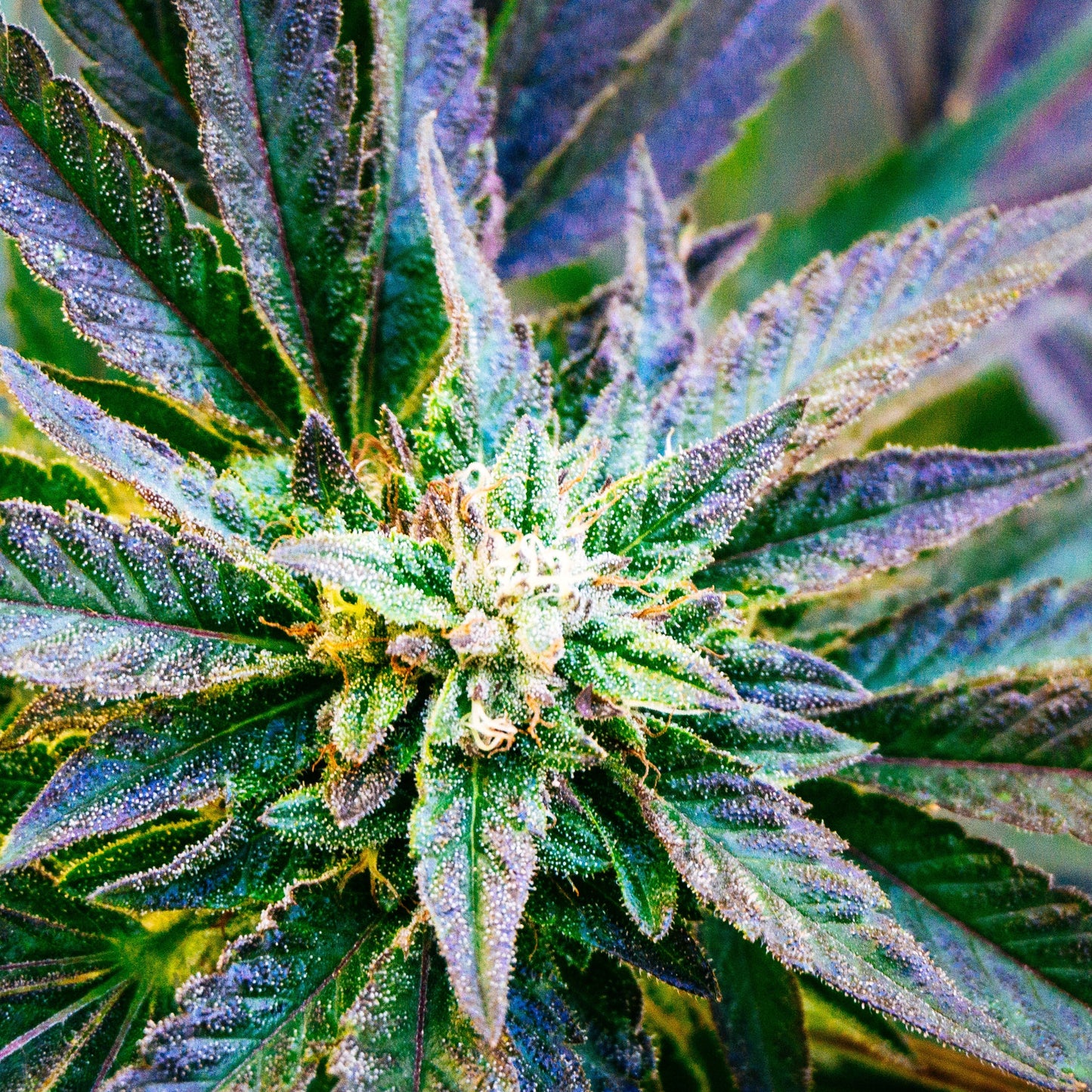 BUD PURPLE KUSH 3D LENTICULAR FLAT ART 14" X 14"