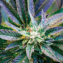 BUD PURPLE KUSH 3D LENTICULAR FLAT ART 14" X 14"