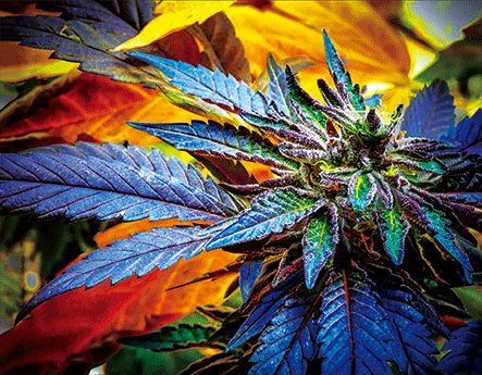 BLUE SHERBET 3D LENTICULAR FLAT ART 12" X 16"