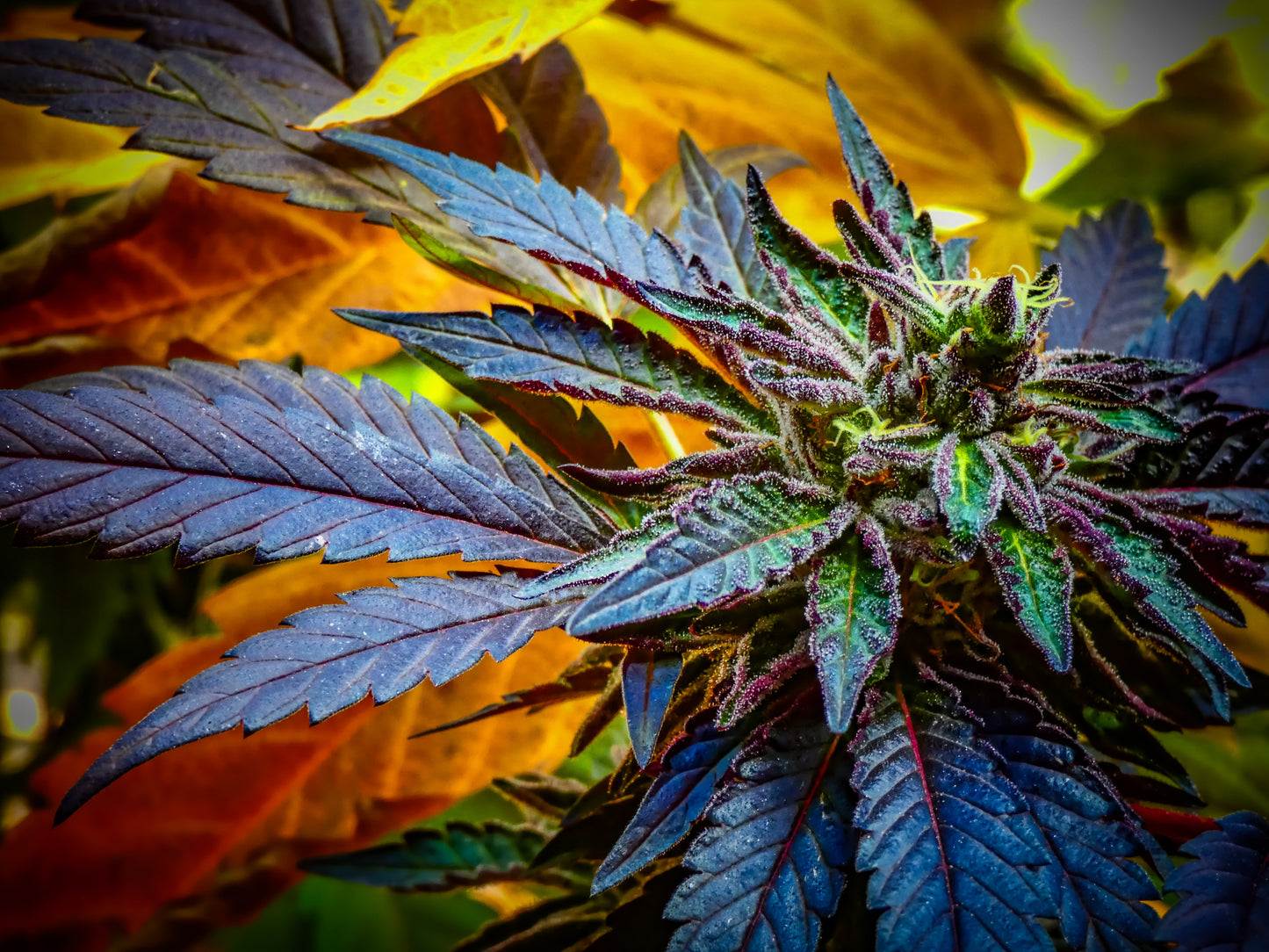 BLUE SHERBET 3D LENTICULAR FLAT ART 12" X 16"