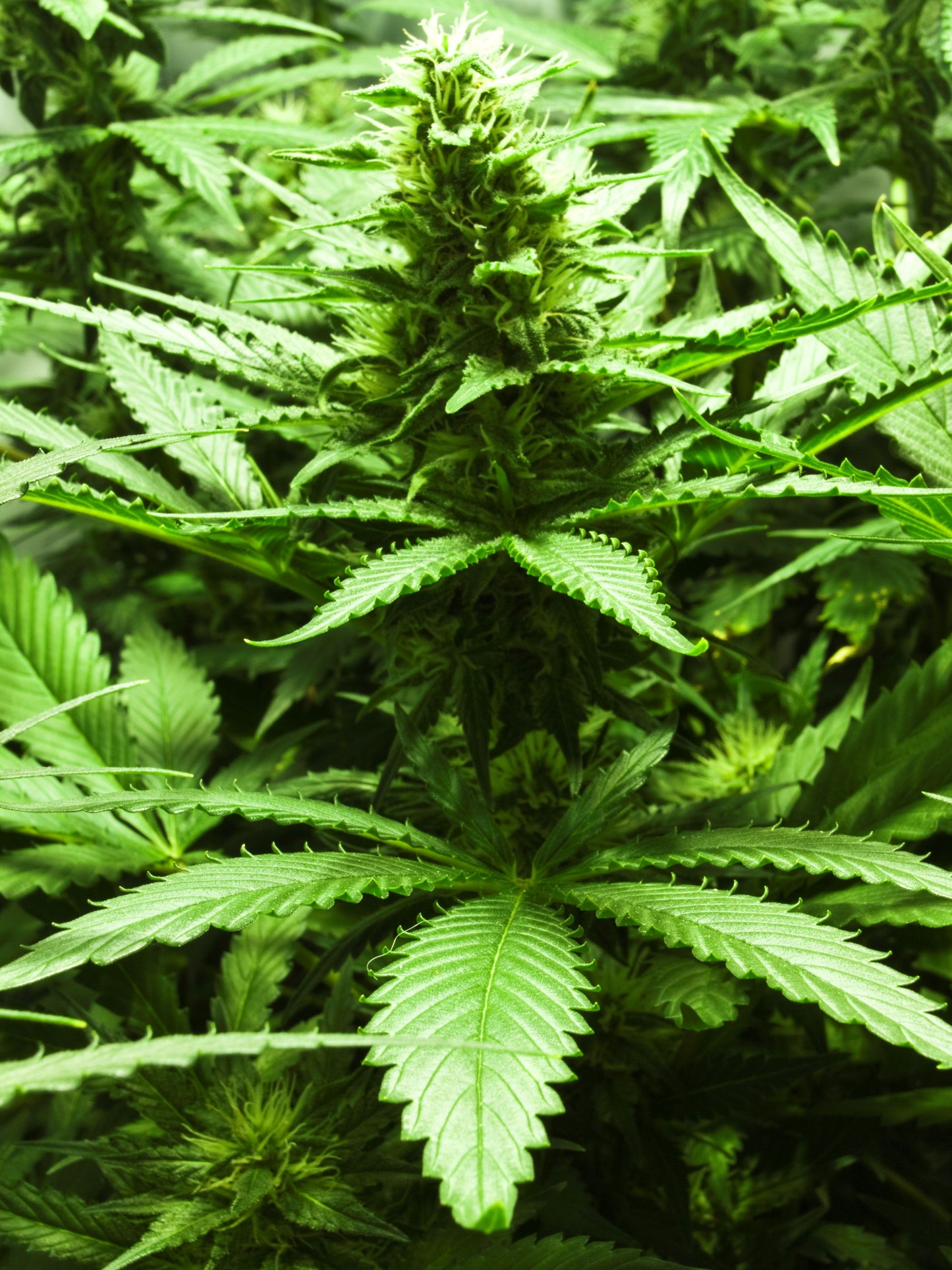 BUD VERTICAL 3D LENTICULAR FLAT ART 12" X 16"