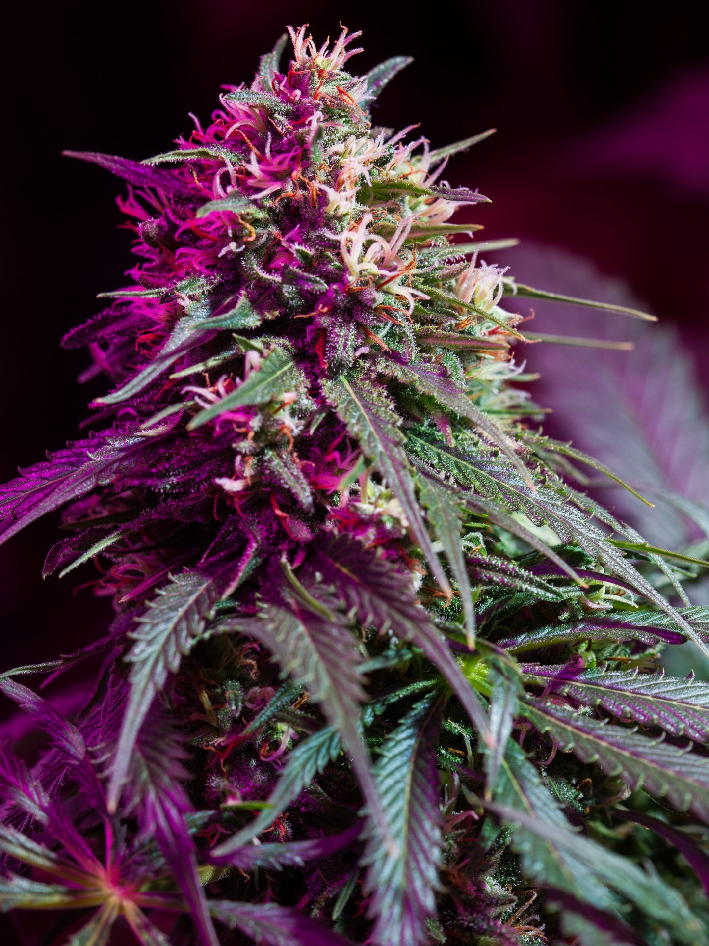 BUD VERTICAL 3D LENTICULAR FLAT ART 12" X 16"