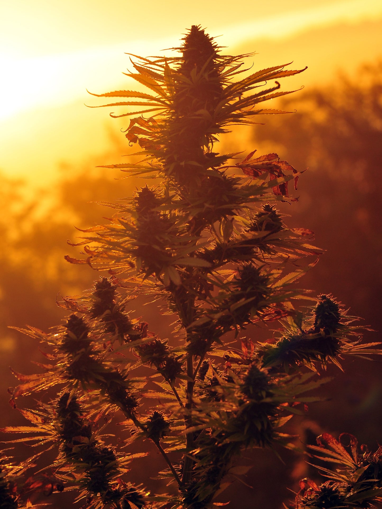 BUD VERTICAL 3D LENTICULAR FLAT ART 12" X 16"