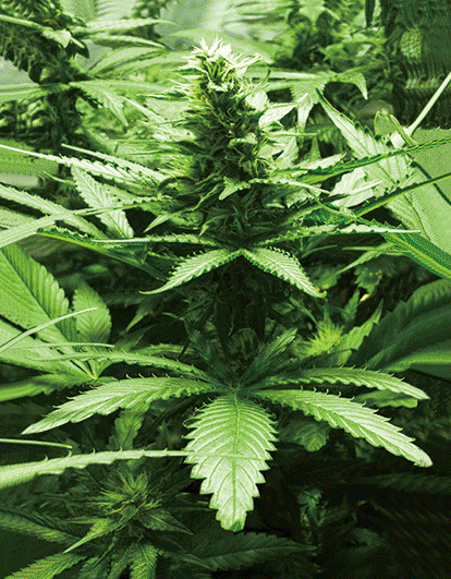 BUD VERTICAL 3D LENTICULAR FLAT ART 12" X 16"