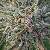 CANNA CRYSTAL / GRANDDADDY PURP 3D LENTICULAR FLAT ART 14" X 14"