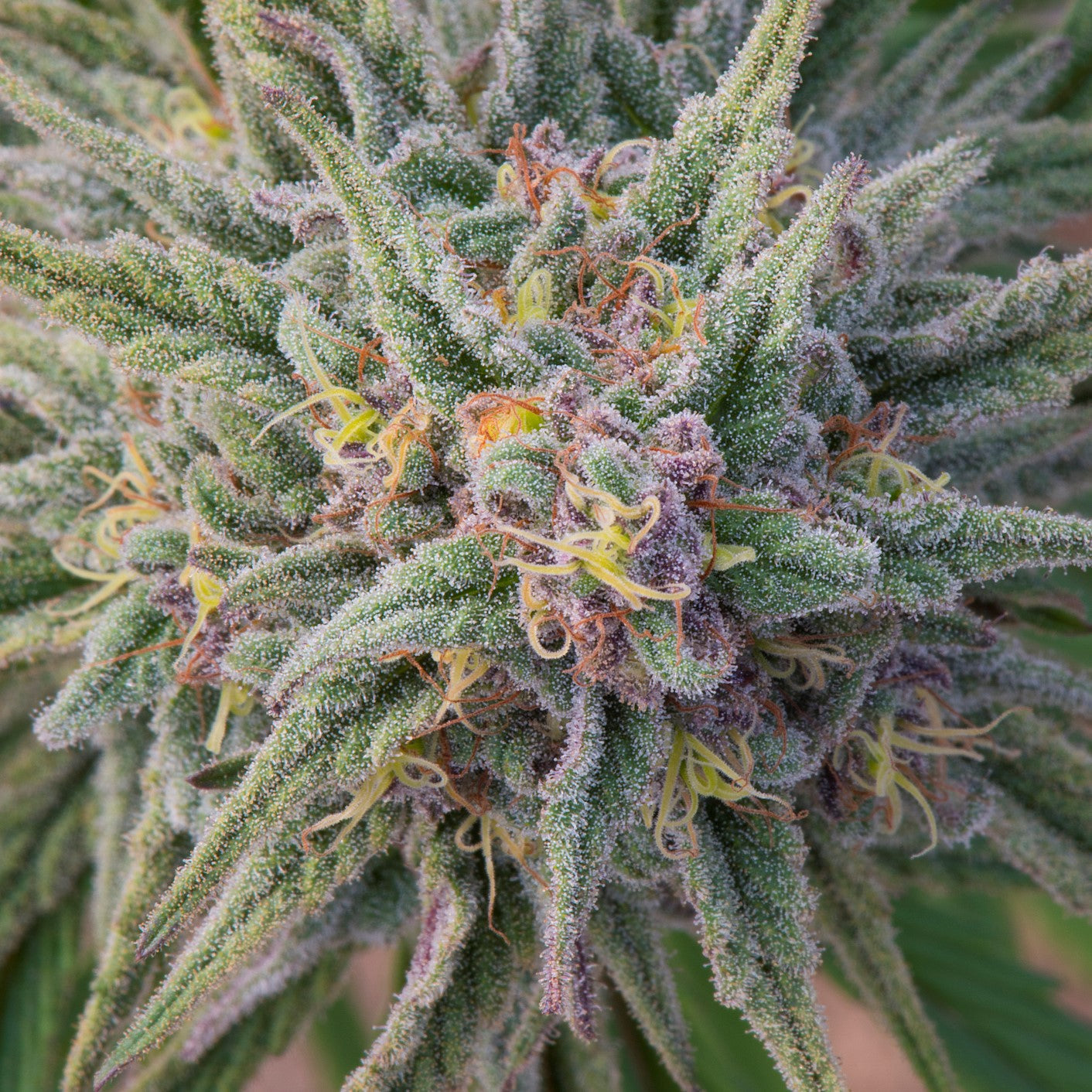 CANNA CRYSTAL / GRANDDADDY PURP 3D LENTICULAR FLAT ART 14" X 14"