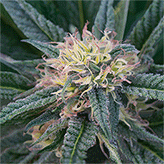 CANNA FLOWER / PINK LADY 3D LENTICULAR FLAT ART 14" X 14"