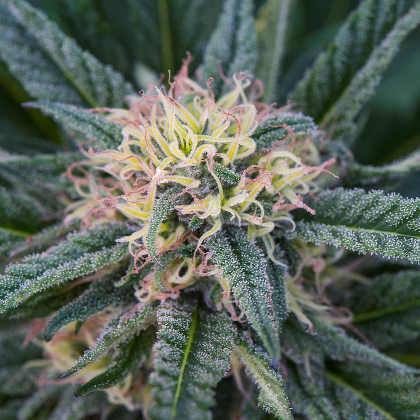 CANNA FLOWER / PINK LADY 3D LENTICULAR FLAT ART 14" X 14"