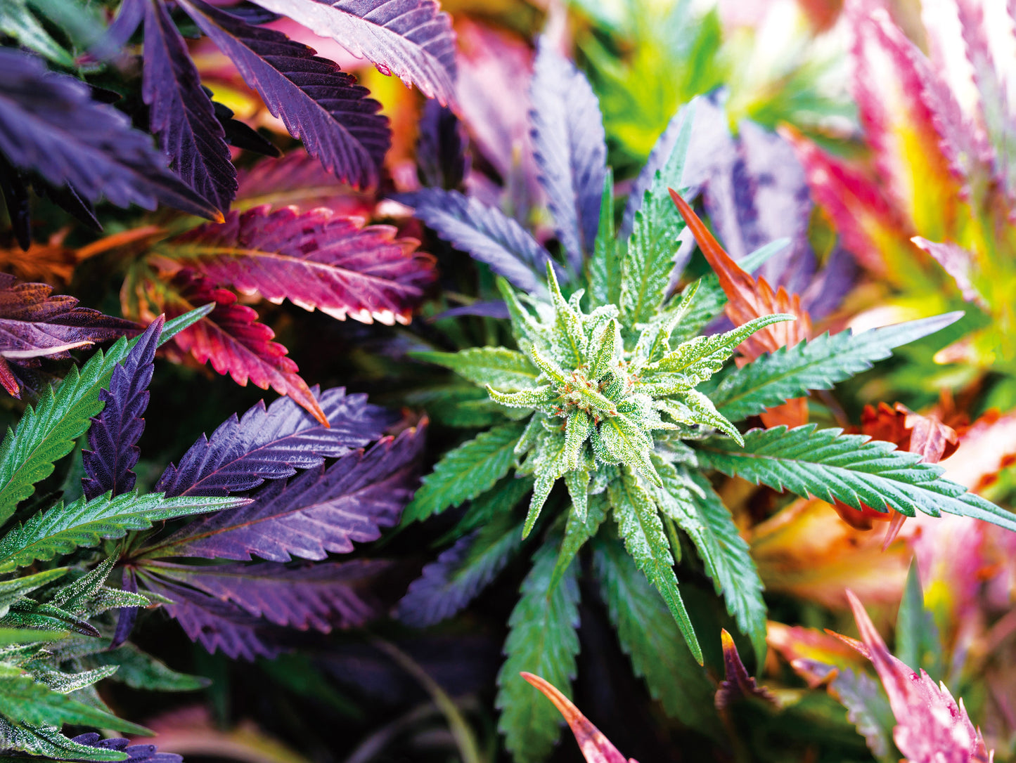 GARDEN DELIGHT (GELATO) 3D LENTICULAR FLAT ART 12" X 16"