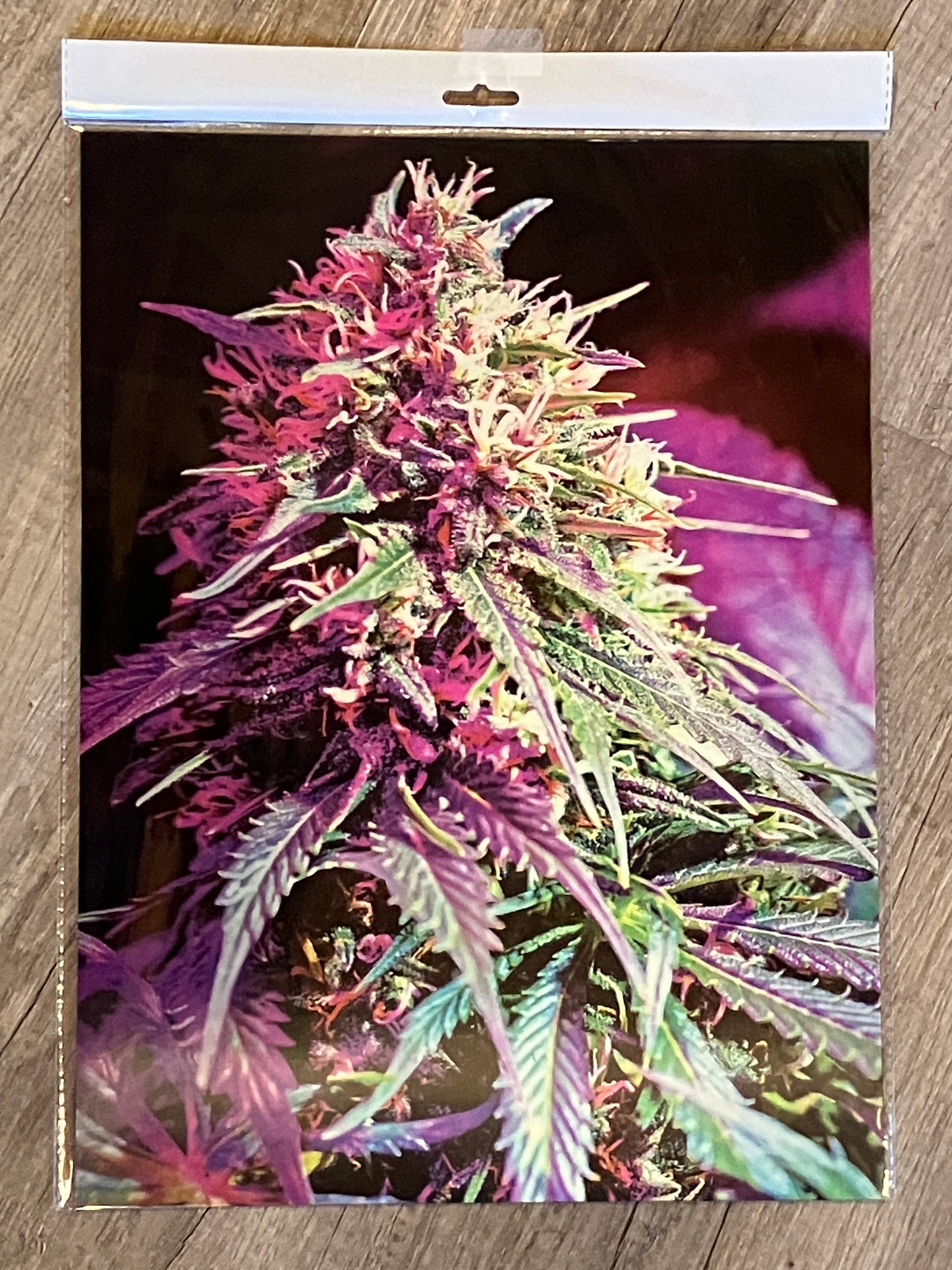 BUD VERTICAL 3D LENTICULAR FLAT ART 12" X 16"