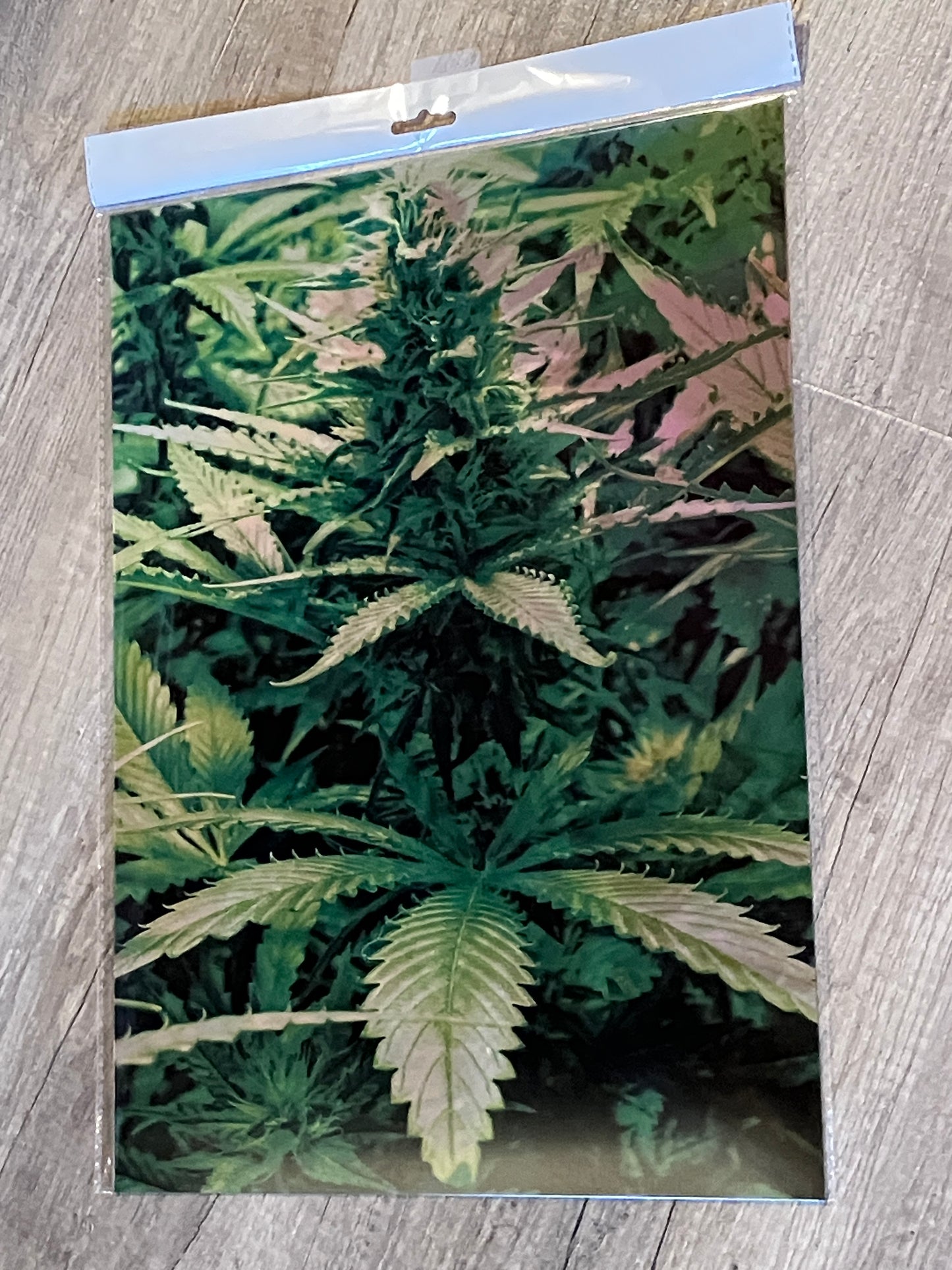 BUD VERTICAL 3D LENTICULAR FLAT ART 12" X 16"