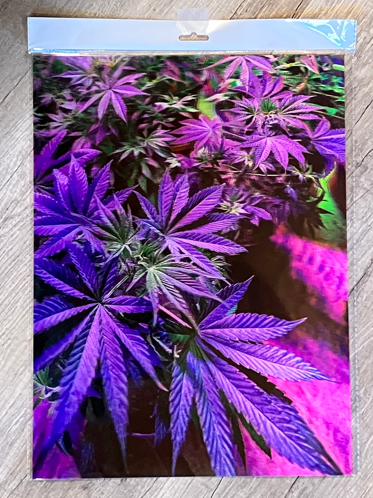 PURPLE POTTED POT 3D LENTICULAR FLAT ART 12" X 16"