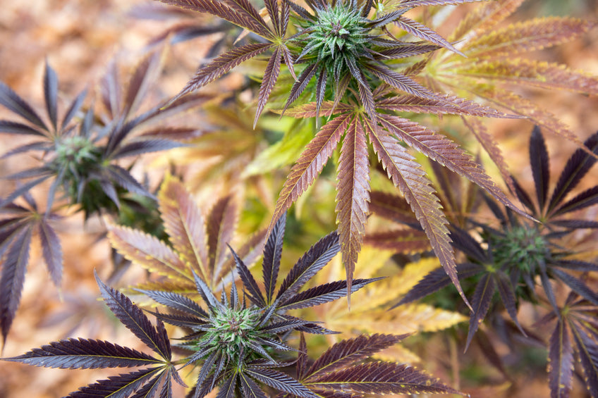 LEAVES 4-WAY 3D LENTICULAR INTERNALLY FRAMED ART 14" X 18"