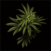 LEAVES GREEN 3D LENTICULAR FLAT ART 14" X 14"