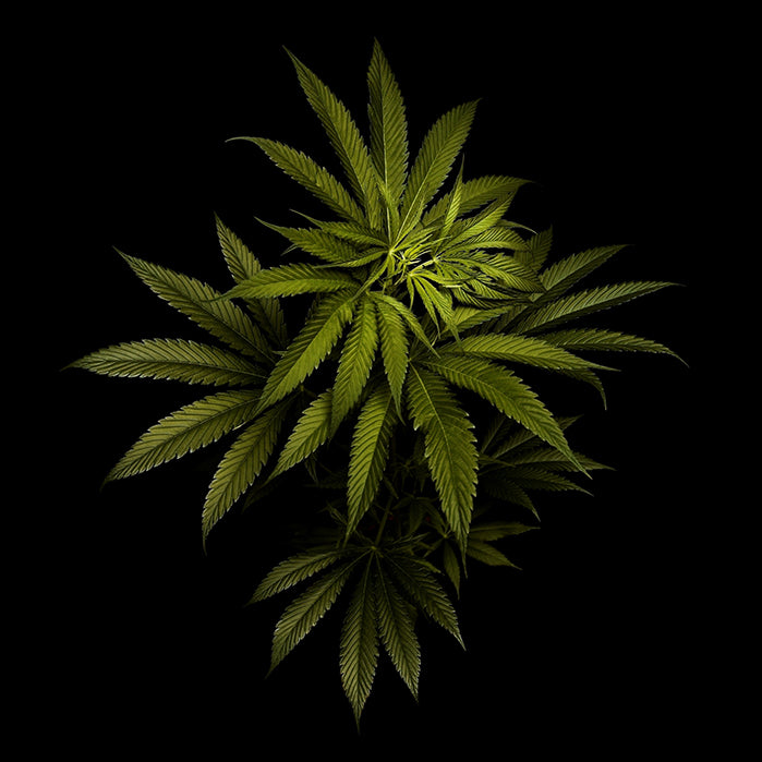 LEAVES GREEN 3D LENTICULAR FLAT ART 14" X 14"
