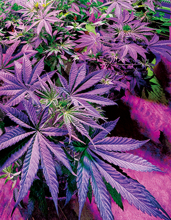 PURPLE POTTED POT 3D LENTICULAR INTERNALLY FRAMED ART 14" X 18"