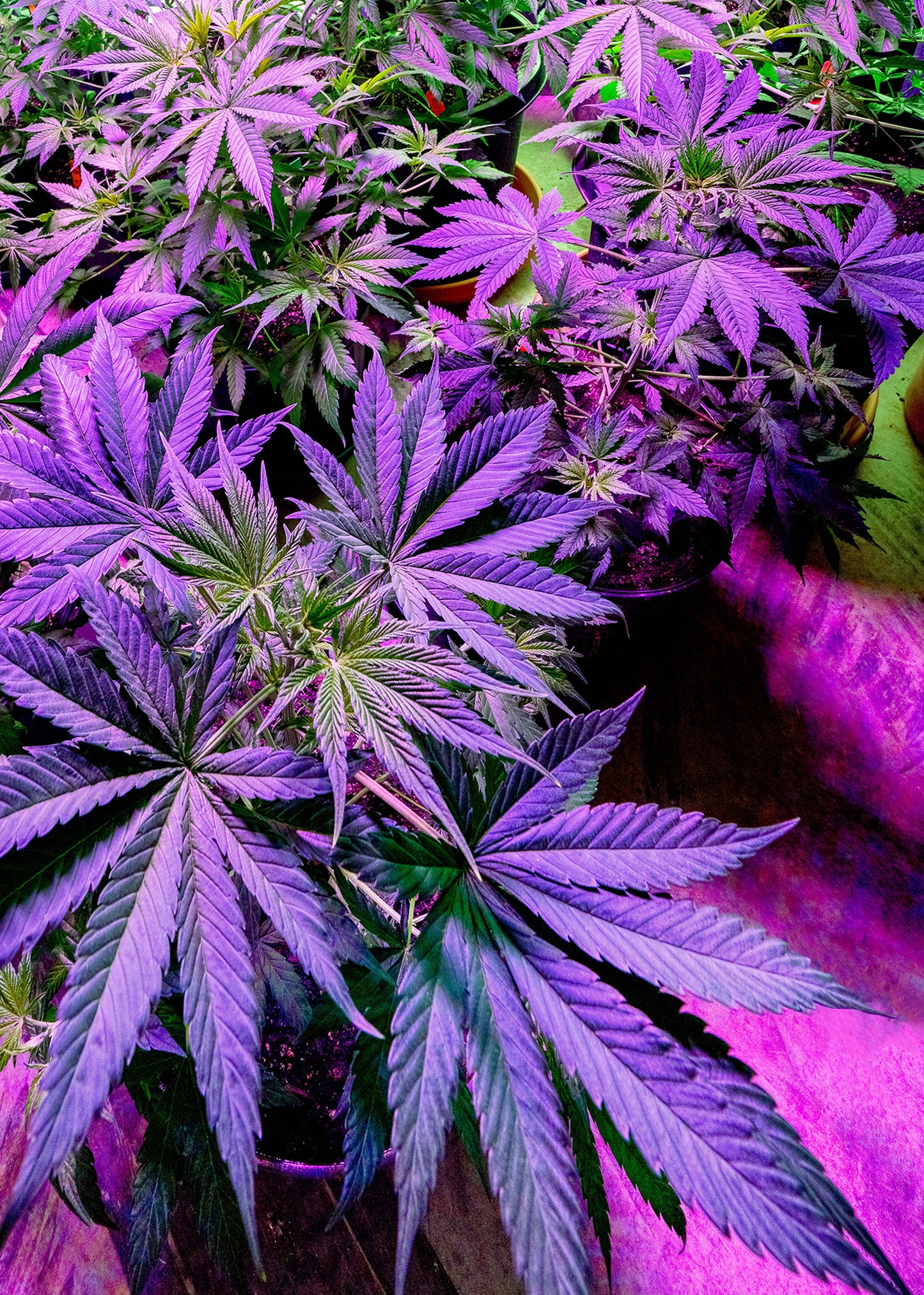 PURPLE POTTED POT 3D LENTICULAR INTERNALLY FRAMED ART 14" X 18"