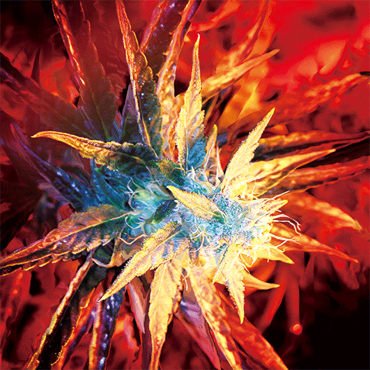 RED FLOWER 3D LENTICULAR FLAT ART 14" X 14"