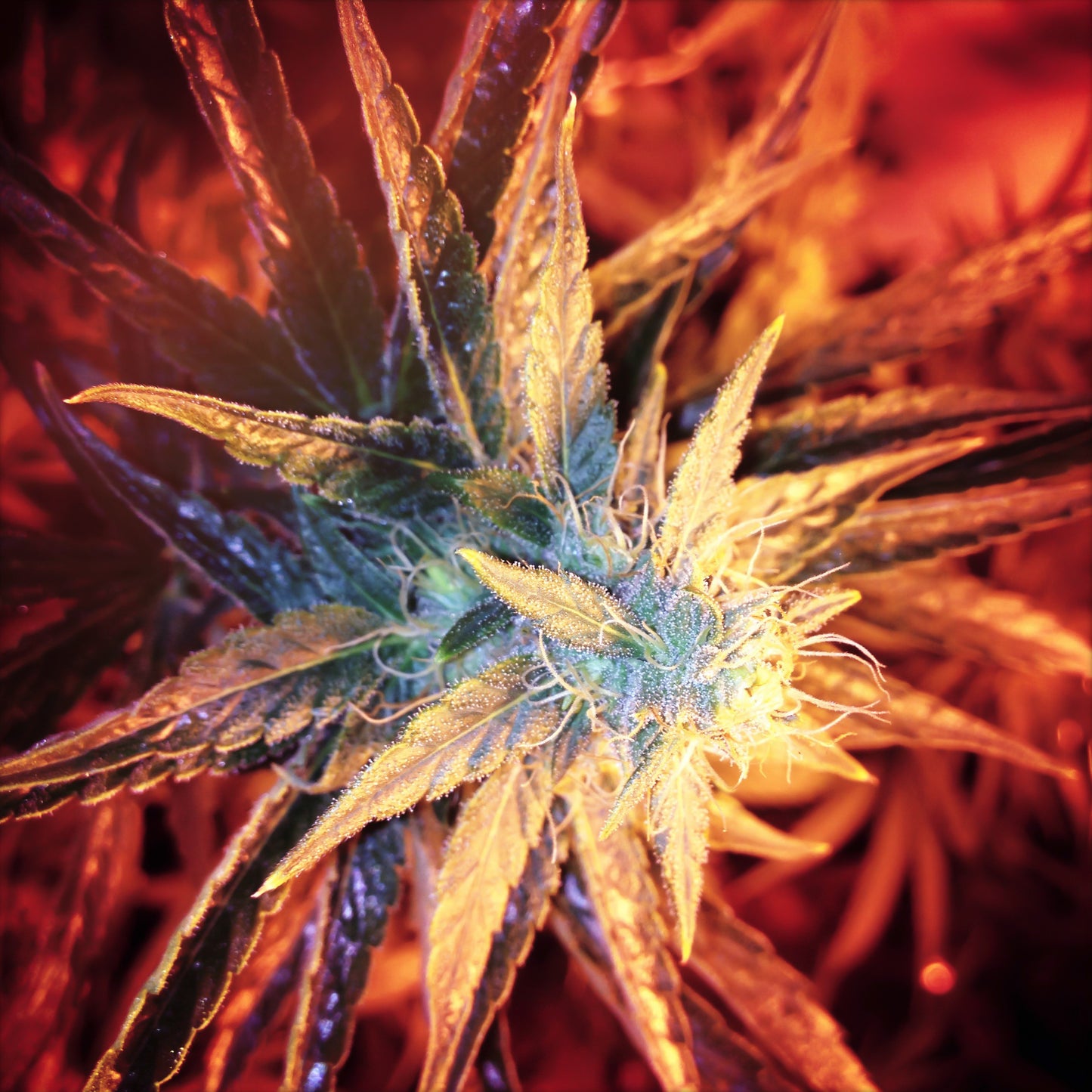 RED FLOWER 3D LENTICULAR INTERNALLY FRAMED ART 15" X 15"