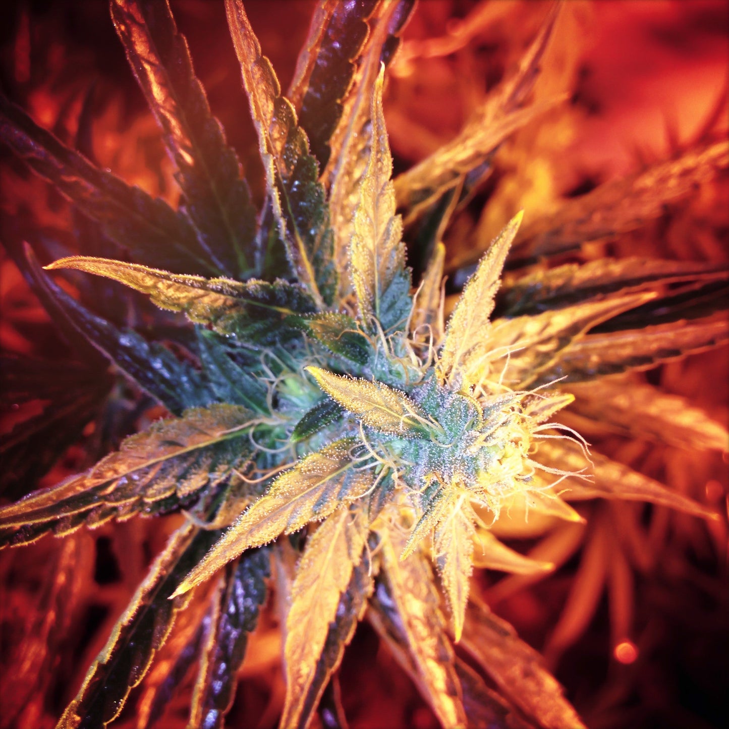 RED FLOWER 3D LENTICULAR FLAT ART 14" X 14"