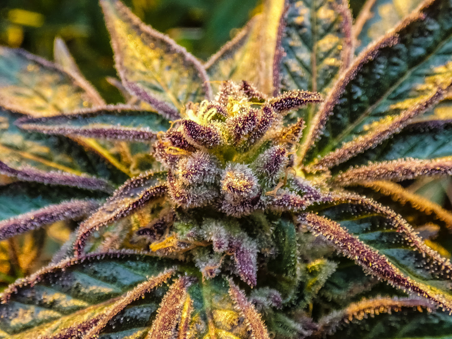 SLURRY CRASHER 3D LENTICULAR INTERNALLY FRAMED ART 14" X 18"