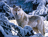 WOLF/SLED DOG TEAM 3D LENTICULAR INTERNALLY FRAMED 14" X 18" PICTURE