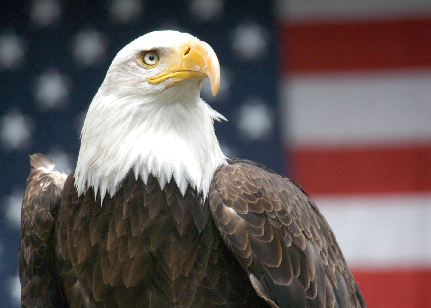 AMERICAN BALD EAGLE WITH FLAG 3D LENTICULAR FLAT 5" X 7"