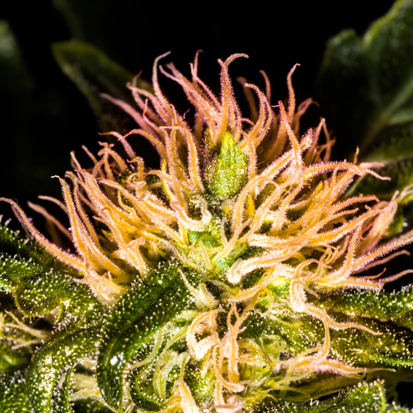 BUD CROWN 3D LENTICULAR INTERNALLY FRAMED ART 15" X 15"