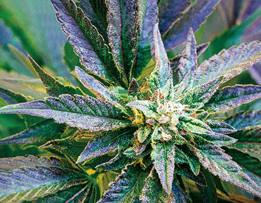 PURPLE KUSH 3D LENTICULAR IRON-ON TRANSFER FOR CLOTHING AND ACCESSORIES