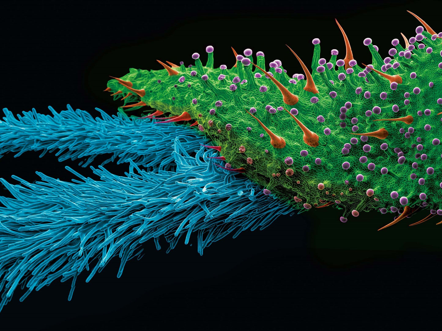 BRACT & STIGMA FROM THE KINSMAN PROJECT OF 18" X 24" FLATS