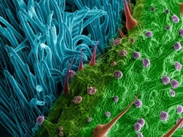 MAGNIFIED BRACT & STIGMA FROM THE KINSMAN PROJECT OF 18" X 24" FLATS