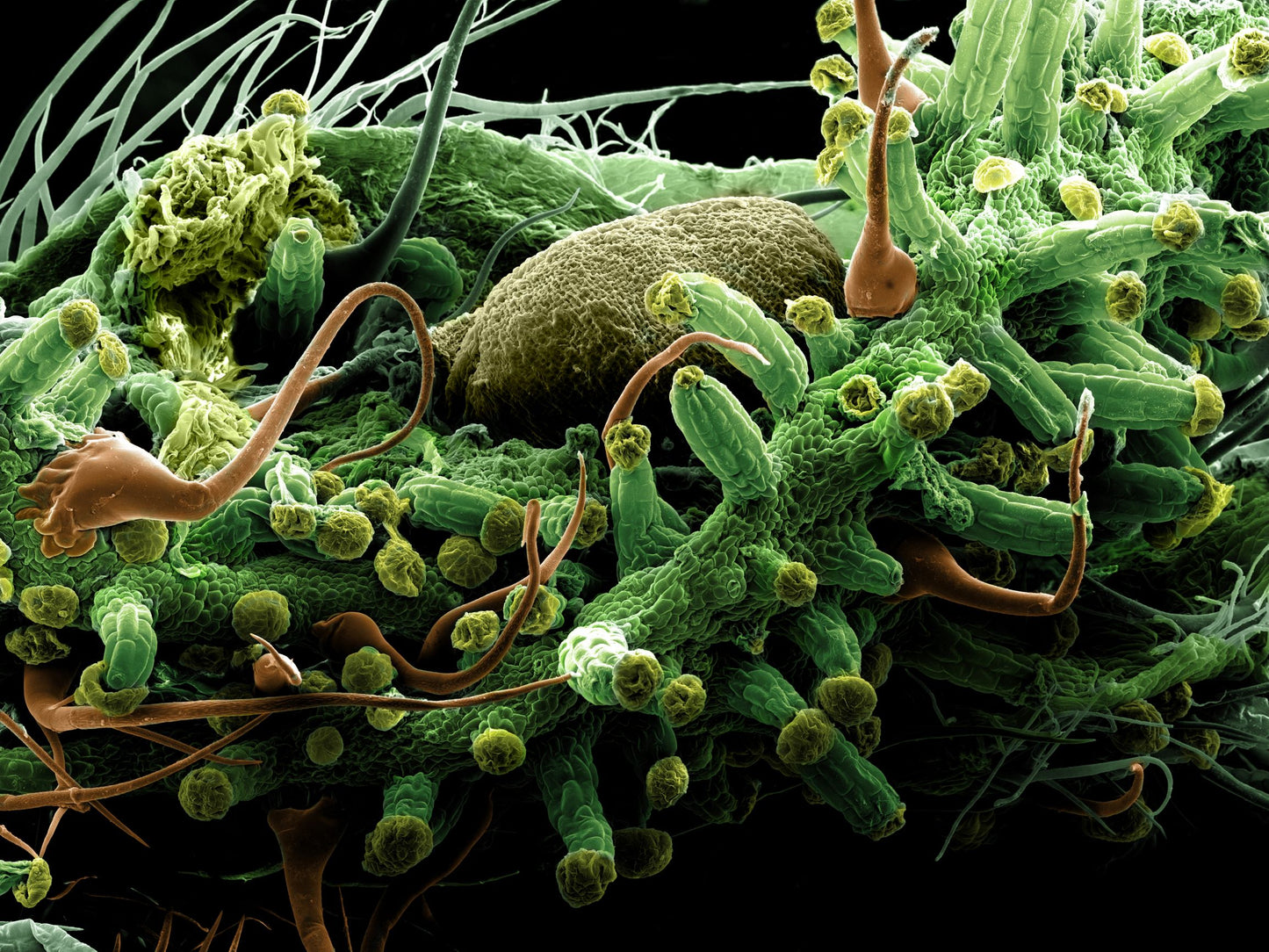 SURFACE OF A MATURE FEMALE BUD FROM THE KINSMAN PROJECT OF 18" X 24" FLATS