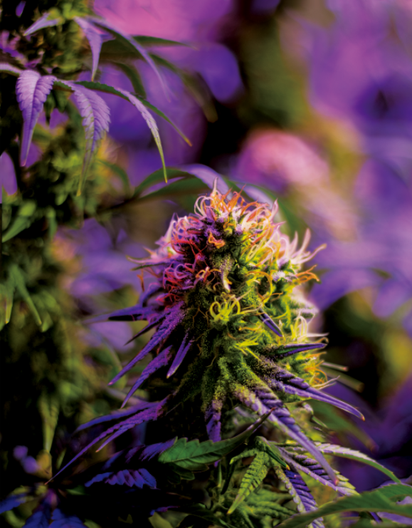 EDEN BUD 3D LENTICULAR INTERNALLY FRAMED ART 14" X 18"