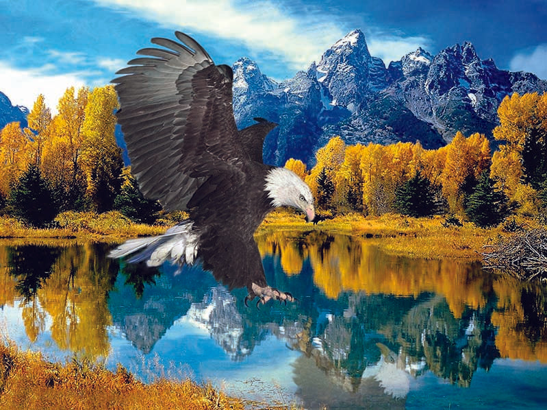 EAGLE SCENE 3D LENTICULAR FLAT 12" X 16"