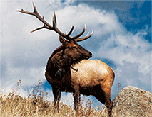 ELK 3D LENTICULAR INTERNALLY FRAMED ART 14" X 18"