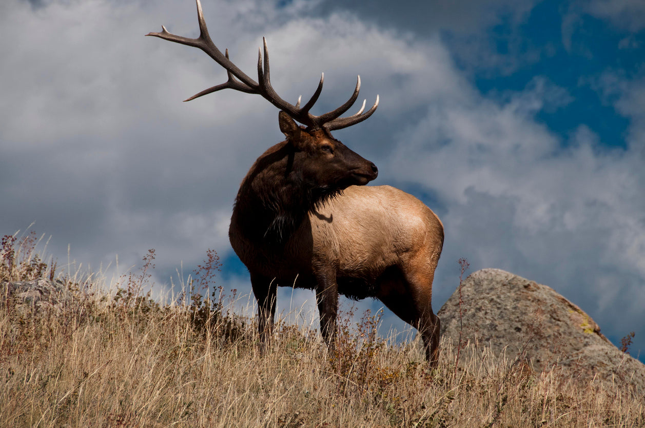 ELK 3D LENTICULAR INTERNALLY FRAMED ART 14" X 18"