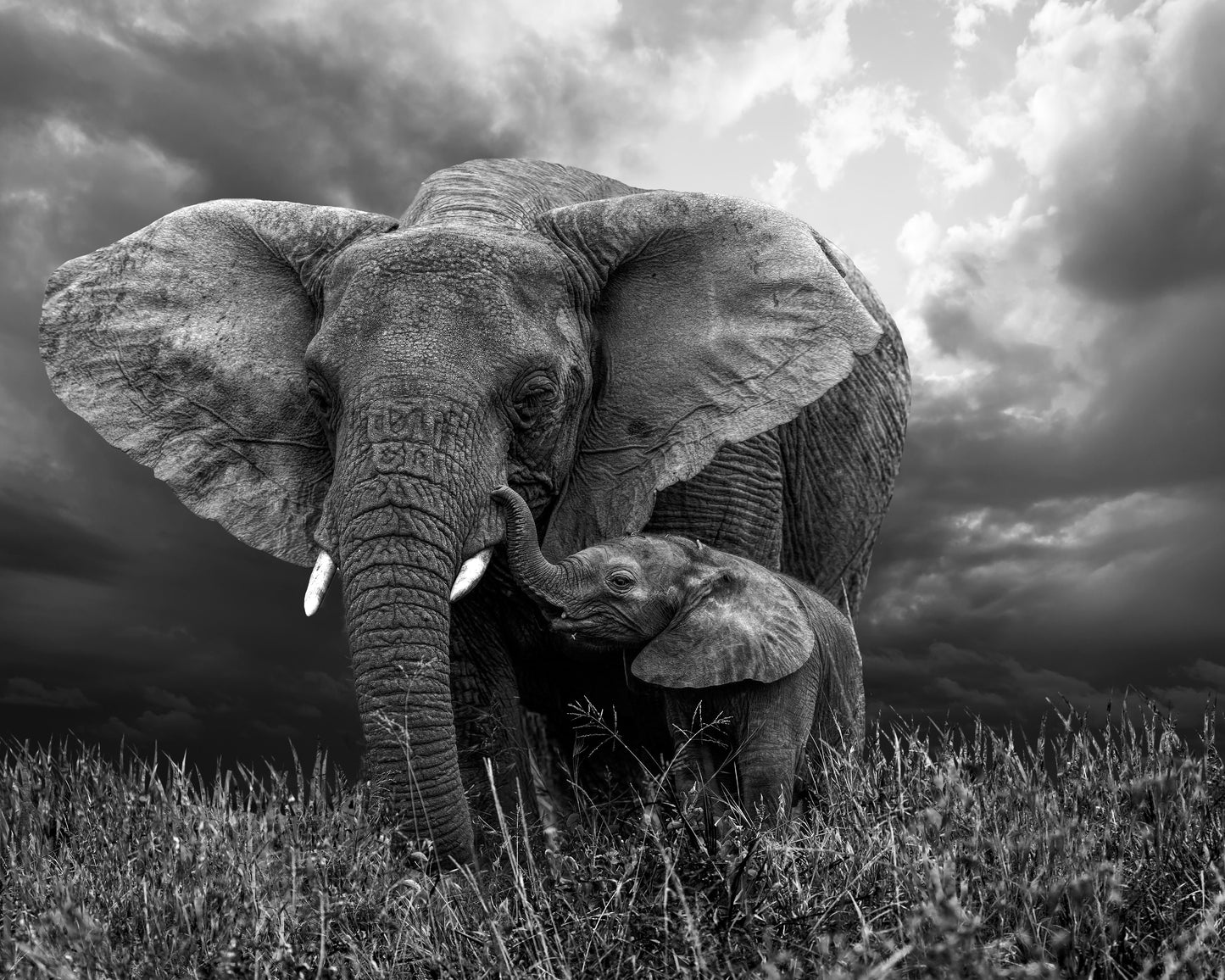 ELEPHANTS 3D LENTICULAR INTERNALLY FRAMED ART 14" X 18"