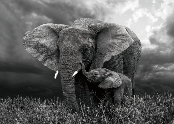 ELEPHANTS 3D LENTICULAR FLAT 12" X 16"