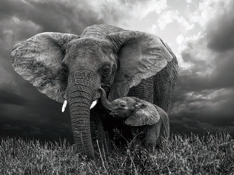 ELEPHANTS 3D LENTICULAR FLAT 5" X 7"