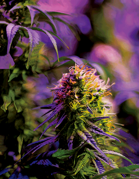 EDEN BUD 3D LENTICULAR INTERNALLY FRAMED ART 14" X 18"