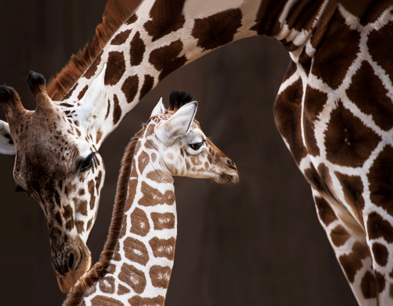 GIRAFFE COW & CALF 3D LENTICULAR INTERNALLY FRAMED ART 14" X 18"