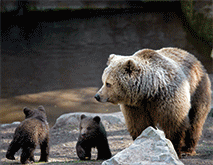 GRIZZLY BEAR 3D LENTICULAR INTERNALLY FRAMED ART 14" X 18"