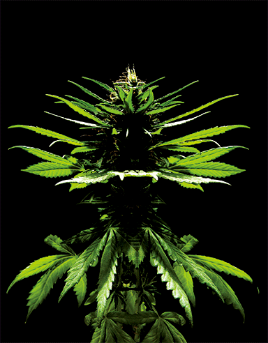 GANJAZILLA 3D LENTICULAR INTERNALLY FRAMED ART 14" X 18"