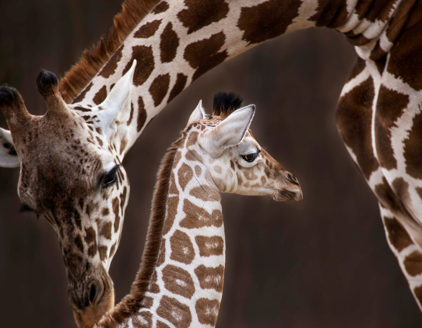 GIRAFFE COW & CALF 3D LENTICULAR FLAT 5" X 7"