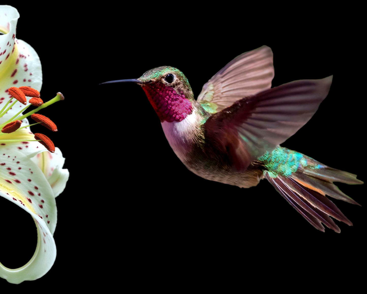 HUMMINGBIRD-1 3D LENTICULAR MAGNET 2.75" X 3.5"