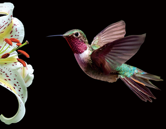 HUMMINGBIRD-1 3D LENTICULAR INTERNALLY FRAMED ART 14" X 18"