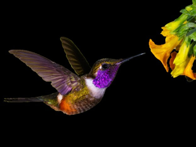 HUMMINGBIRD-2 3D LENTICULAR FLAT 12" X 16"