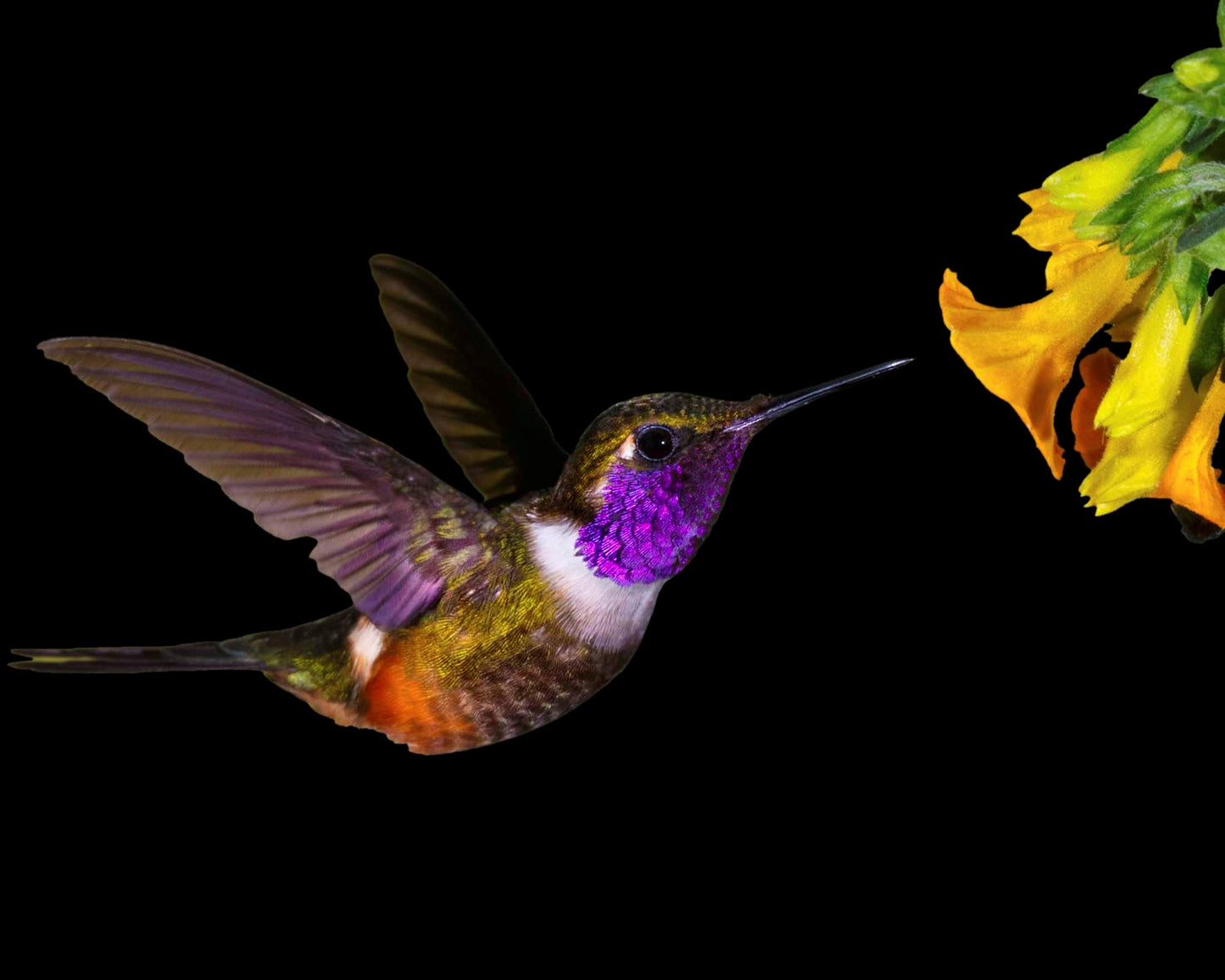 HUMMINGBIRD-2 3D LENTICULAR MAGNET 2.75" X 3.5"