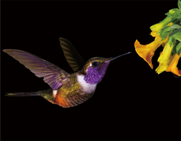 HUMMINGBIRD-2 3D LENTICULAR MAGNET 2.75" X 3.5"